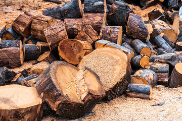 Photograph of a work area full of sawdust and freshly cut hardwood logs.The photo is taken in...