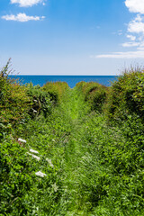 Fototapeta na wymiar An overgrown path between two hedges.