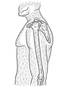 Polygonal vector illustration of shoulder and elbow joints, human body model made from line and dots, side view.