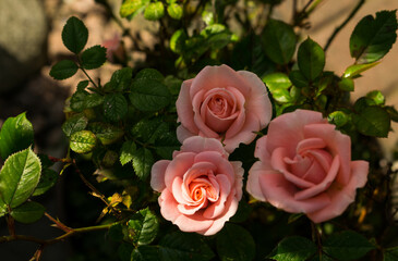 roses in garden
