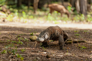 Komodo dragon walking with its forked tongue out