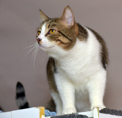 brown and white beautiful cute cat