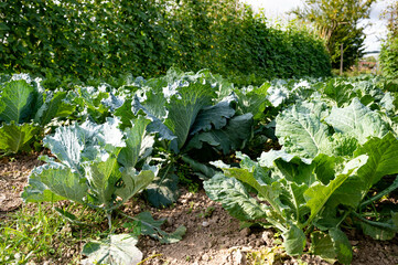 Naklejka premium Jardin avec rangs de choux et de haricots