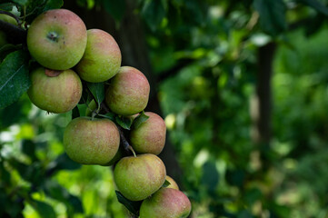 Grappe de pomme bio, biologique, sur un pommier dans un verger