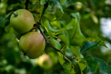 Grappe de pomme bio, biologique, sur un pommier dans un verger