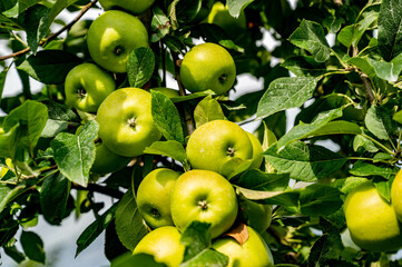 Grappe de pomme bio, biologique, sur un pommier dans un verger
