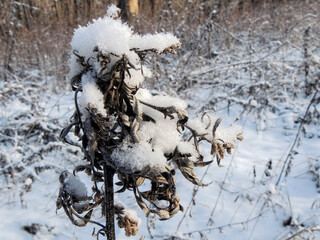 Dry plant covered with grainy snow and ice crystals in winter