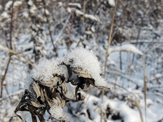  Dry plant covered with grainy snow and ice crystals in winter