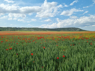 Red poppy flowers in the oil seed rape fields