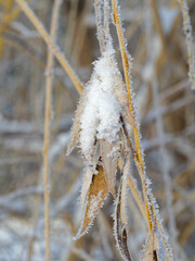  Willow branches with dry leaves covered with ice crystals and frost at winter