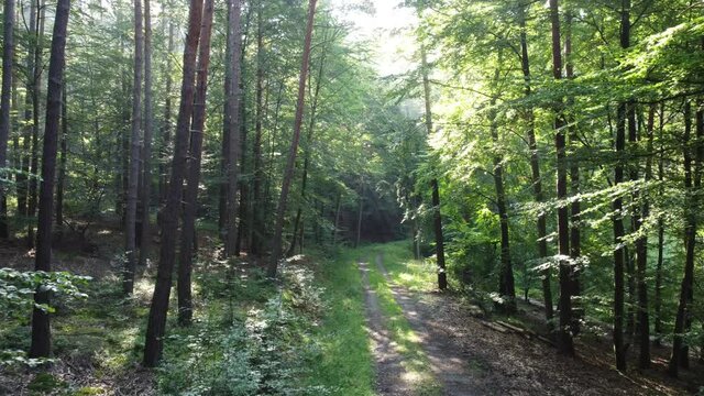 Drohnenvideo, Waldweg im Spessart mit Morgenstimmung