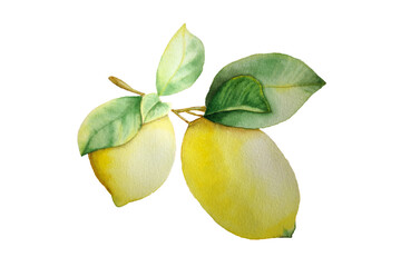 lemon fruit with leaves