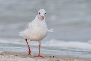 Möwe am windigen Ostseestrand