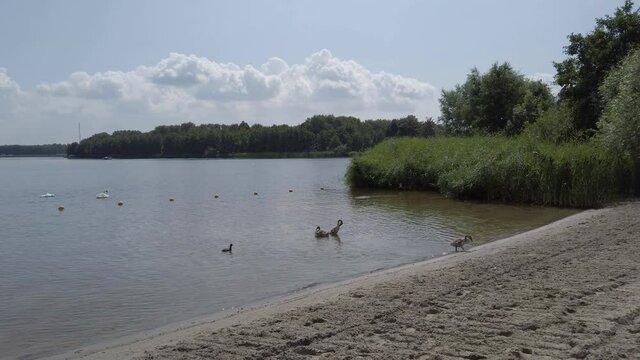 Mute swans and young family swim in lake
