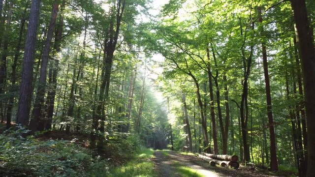 Drohnenvideo, Morgenstimmung im Spessart, Lichteinfall im Wald