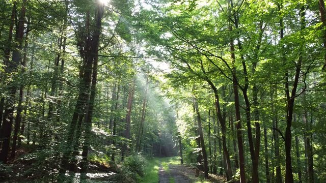 Drohnenvideo, Morgenstimmung im Spessart, Lichteinfall im Wald