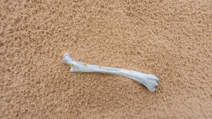 Animal bone in the sand.