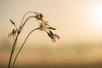Purple meadow flowers in a drop of dew at dawn.
