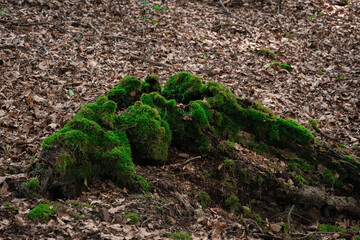 green moss on the ground