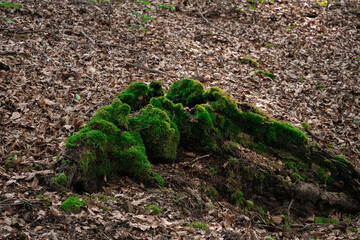 plant growing in the ground