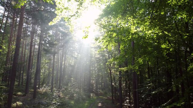 Sonnenstrahlen durchbrechen den nebligen Wald