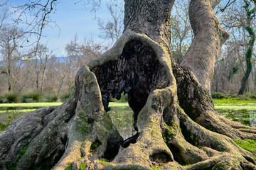 Huge, dried and withered tree in floodplain forest in Karacabey Bursa. There is big hole inside the...
