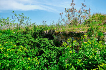 Green plants covered the ancient iznik byzantium walls and blue sky background.