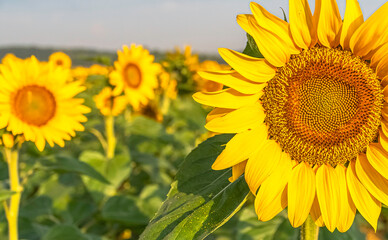 Fleurs de tournesols dans un champs avec la lumière du soleil.	