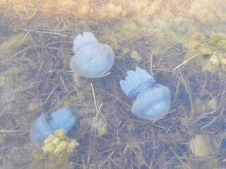 Jellyfish swim in the water among dense algae at shallow depths.