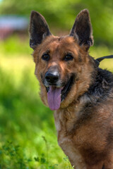 old german shepherd among green grass