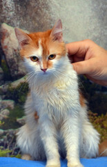 Naklejka na ściany i meble red with white cute young cat affectionate stroking
