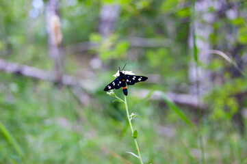 An insect with a striped belly and speckled wings. Eats a flower and admires the views of the forest.
