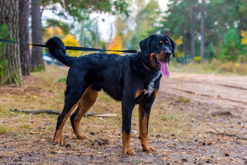 beautiful large brown dog mestizo rottweiler