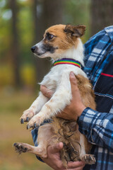 cute little white with red and black dog in arms