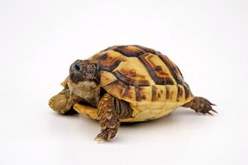 Greek tortoise, spur-thighed tortoise // Maurische Landschildkröte (Testudo graeca) 