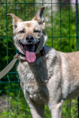 beige mongrel dog on a leash against a background of greenery in summer