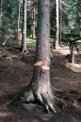 A portrait photo of a tree painted with hands. Hug a tree forest. take care of the environment.