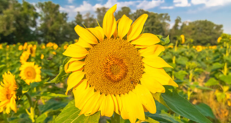 Fleur de tournesol avec une abeille.	