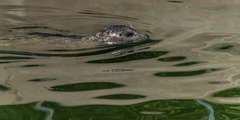 Seal in pond green water in summer hot day