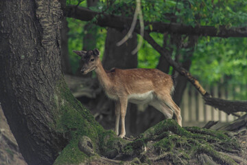 Small deers in dark slope forest in summer hot day
