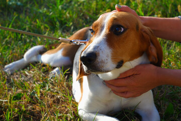 Pets. The girl plays with the Estonian hound dog. Adorable puppy for a walk on the green lawn in the rays of the sunset.