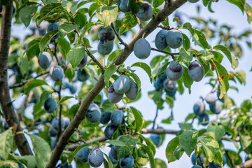 Ripe blue plums and sunny garden	