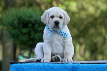 yellow labrador puppy on the blue