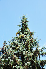 Blue spruce. The top was spruce with cones on the branches. Spruce against the blue sky. Background, texture.