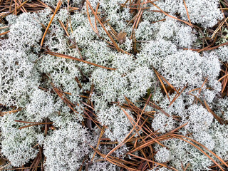 Light moss with needles close-up