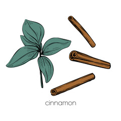 Green cinnamon plant spice set in vintage style on white background. Nature background vector. Vector set.