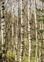 Obraz premium a young birch forest