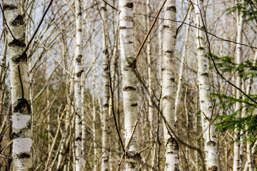 Obraz premium a young birch forest