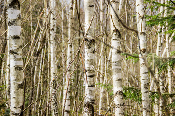 a young birch forest