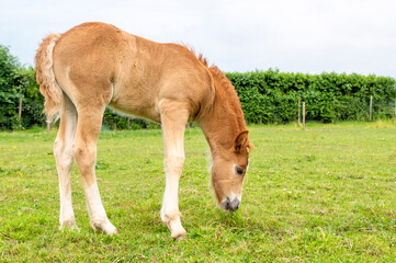 Naklejka na ściany i meble Young brown foal grazing in the field